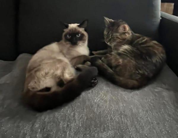 CAROLYNE ET POLYDORE