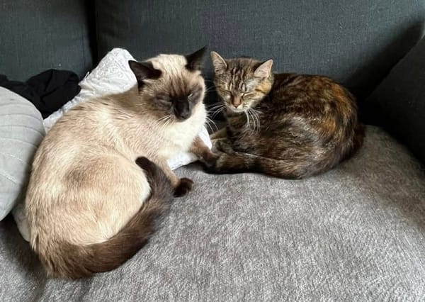 CAROLYNE ET POLYDORE