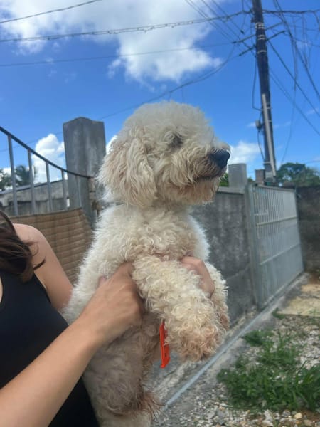 Harry Bichon d'amour