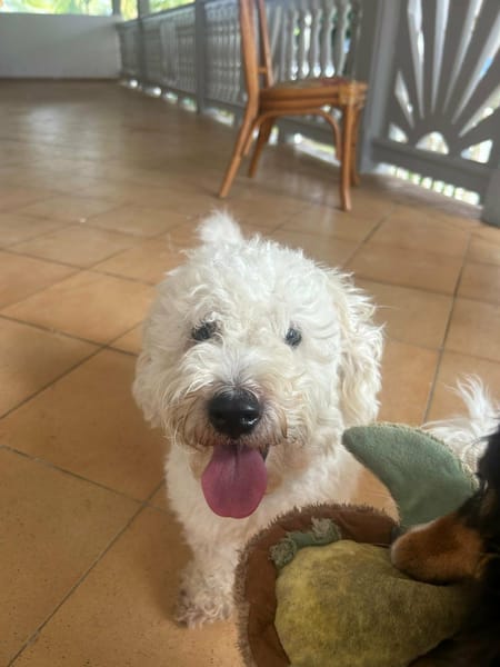 Harry Bichon d'amour