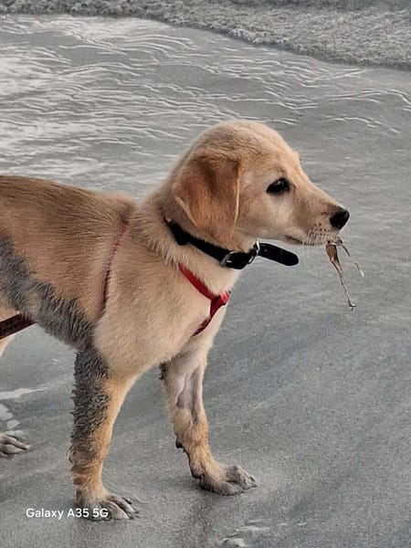 Sirena, bébé rescapée