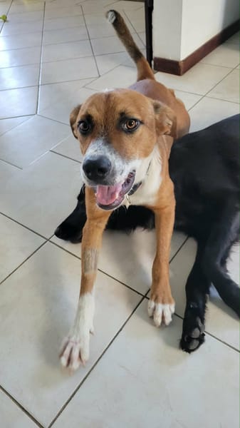 ALOKA la joie de vivre à la créole