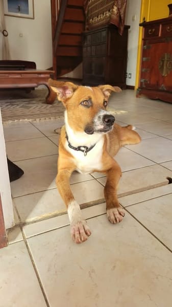 ALOKA la joie de vivre à la créole