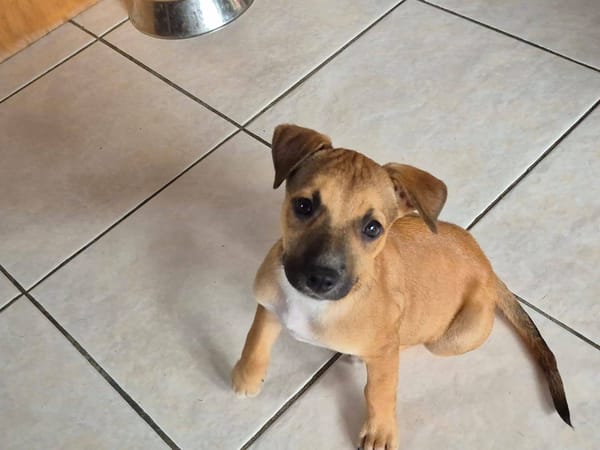 Walker, Mâle, X Berger, né le 15/01/2026