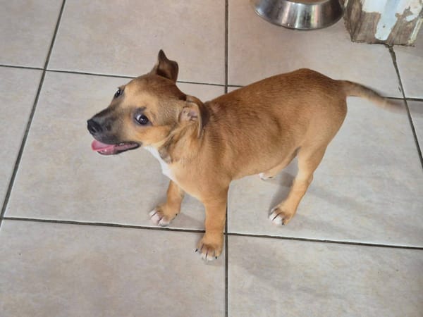 Walker, Mâle, X Berger, né le 15/01/2026