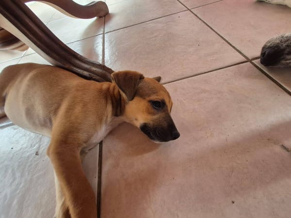 Walker, Mâle, X Berger, né le 15/01/2026