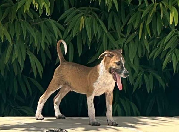 Rex, Mâle, X Berger, né le 01/12/2025