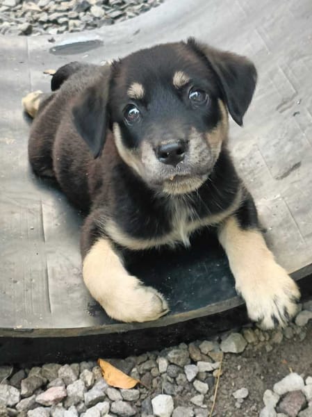 Patou, mâle, X Berger, né le 13/02/2026