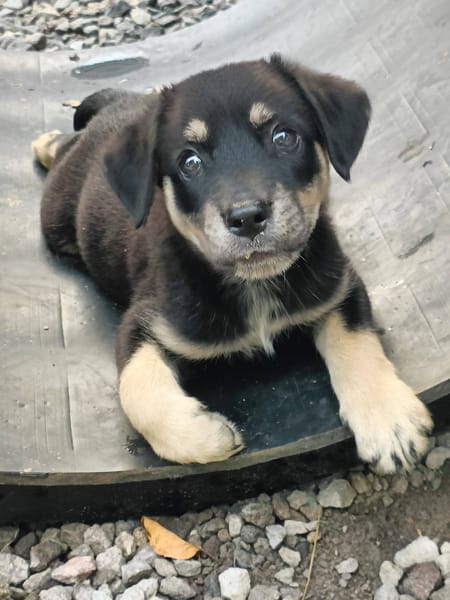 Patou, mâle, X Berger, né le 13/02/2026