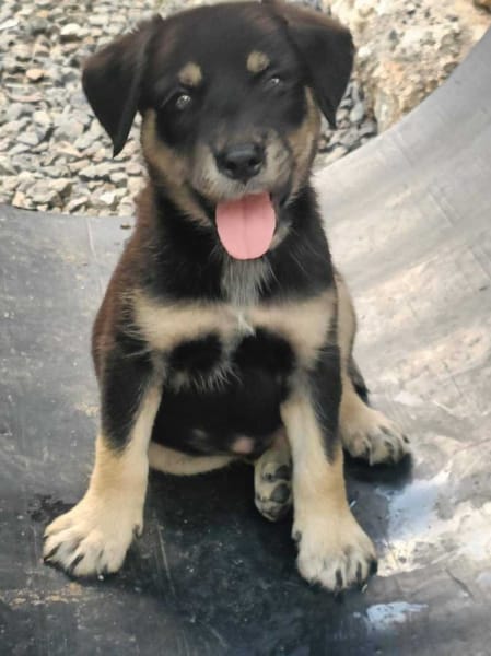 Patou, mâle, X Berger, né le 13/02/2026