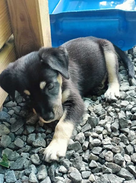 Patou, mâle, X Berger, né le 13/02/2026