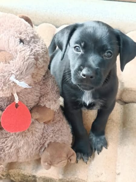 Lucrèce, femelle, Berger, née le 13/02/2026