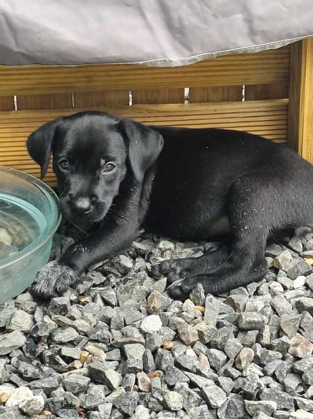 Lucrèce, femelle, Berger, née le 13/02/2026