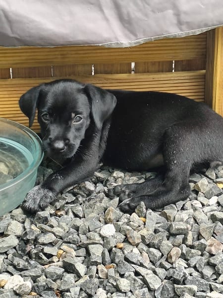 Lucrèce, femelle, Berger, née le 13/02/2026