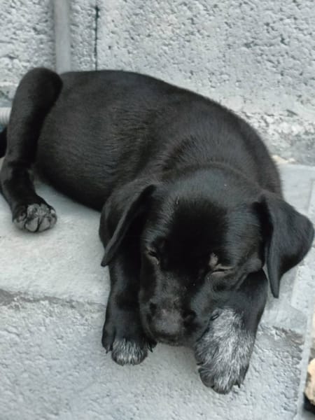 Lucrèce, femelle, Berger, née le 13/02/2026