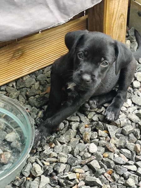 Lucrèce, femelle, Berger, née le 13/02/2026