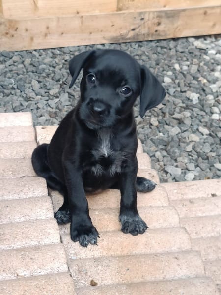 Lucrèce, femelle, Berger, née le 13/02/2026