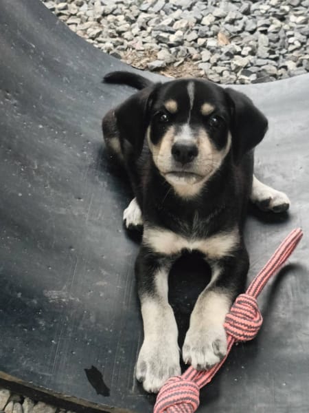 Laya, femelle, X Berger, née le 13/02/2026