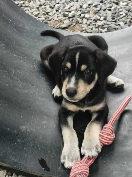 Laya, femelle, X Berger, née le 13/02/2026