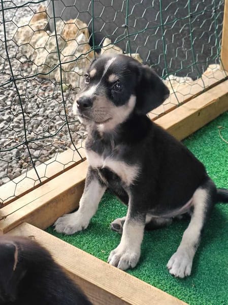 Laya, femelle, X Berger, née le 13/02/2026