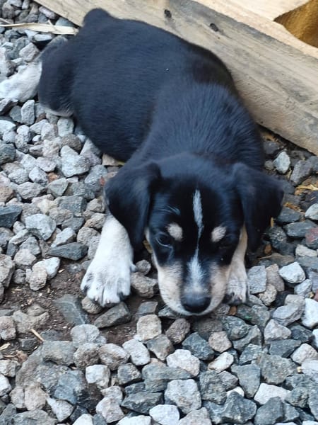 Laya, femelle, X Berger, née le 13/02/2026