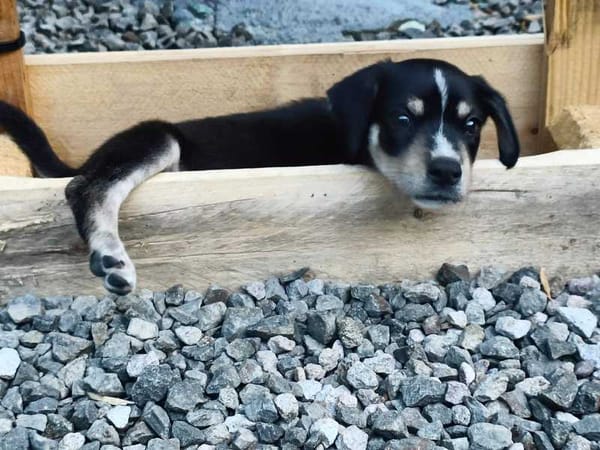 Laya, femelle, X Berger, née le 13/02/2026