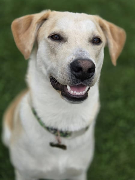 Grenache, Mâle, X Berger, né le 14/07/2025