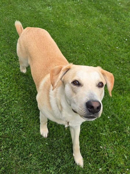 Grenache, Mâle, X Berger, né le 14/07/2025