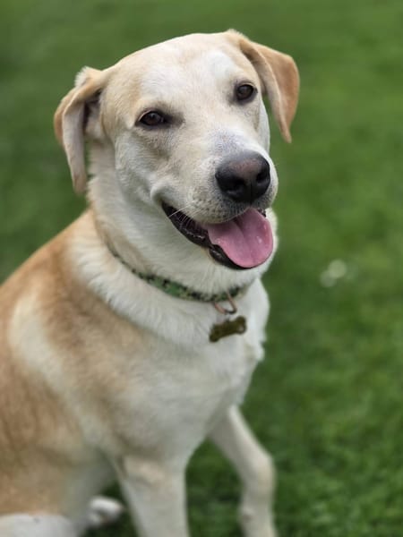 Grenache, Mâle, X Berger, né le 14/07/2025