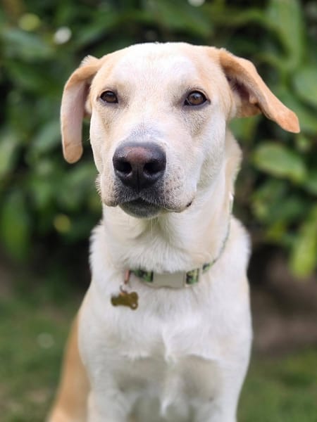 Grenache, Mâle, X Berger, né le 14/07/2025