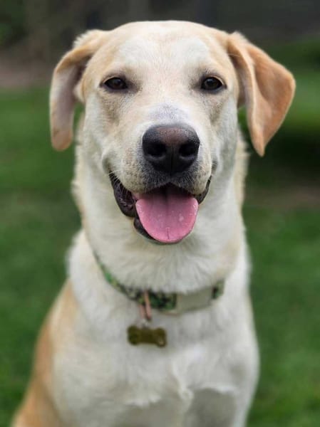 Grenache, Mâle, X Berger, né le 14/07/2025