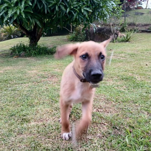 ✨️ LUCIUS ✨️ 🐶