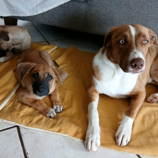 ✨️ LUCIUS ✨️ 🐶