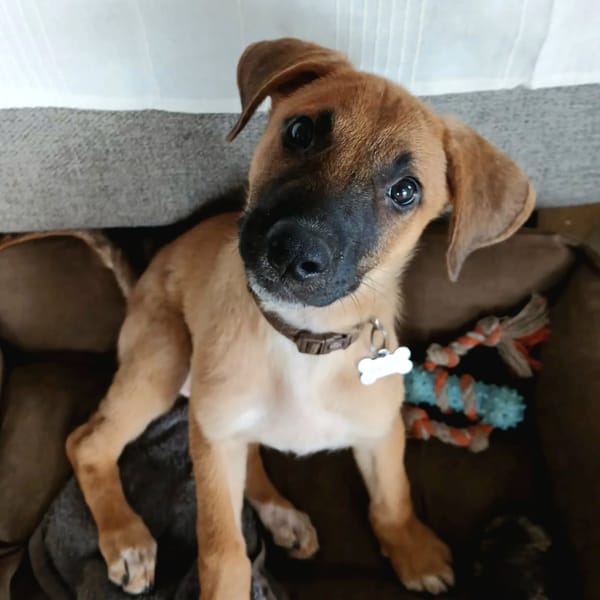 ✨️ LUCIUS ✨️ 🐶