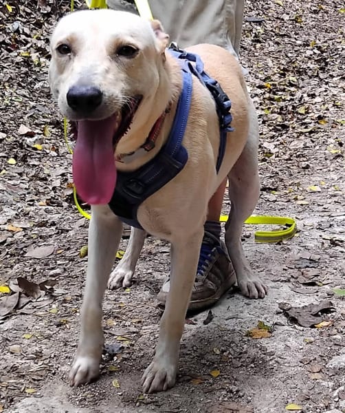 ✨️ FRANKLIN ✨️ 🐶