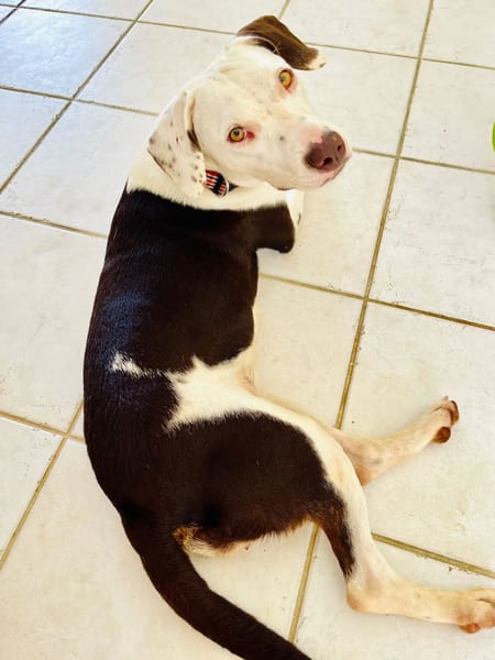 ✨️ DENISE ✨️ 🐶