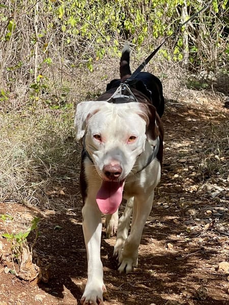 ✨️ DENISE ✨️ 🐶