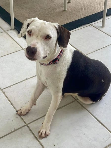 ✨️ DENISE ✨️ 🐶