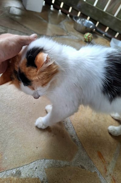 ✨️ PÉNÉLOPE ✨️ 🐱