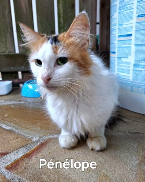 ✨️ PÉNÉLOPE ✨️ 🐱