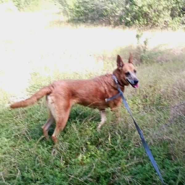 ✨️ MALIA ✨️ 🐶