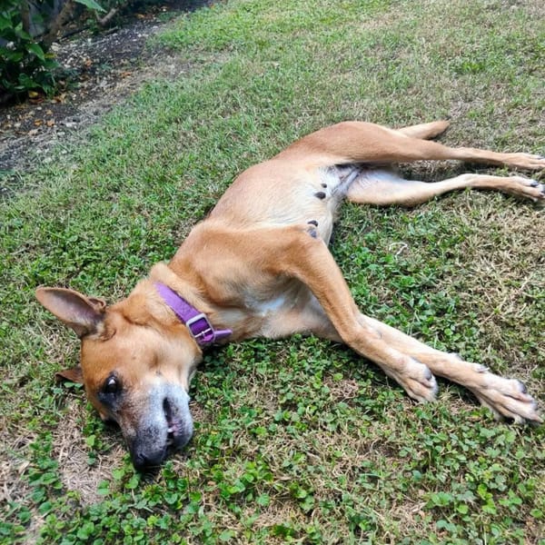 ✨️ MALIA ✨️ 🐶