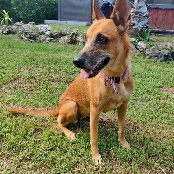 ✨️ MALIA ✨️ 🐶