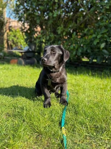 Papy sucht sein Zuhause