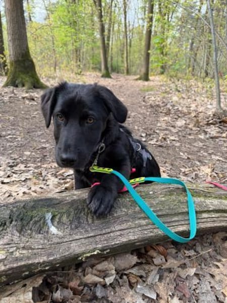 Papy sucht sein Zuhause