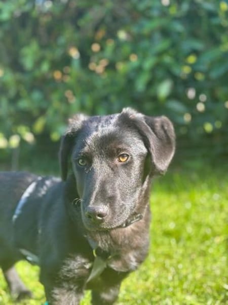 Papy sucht sein Zuhause