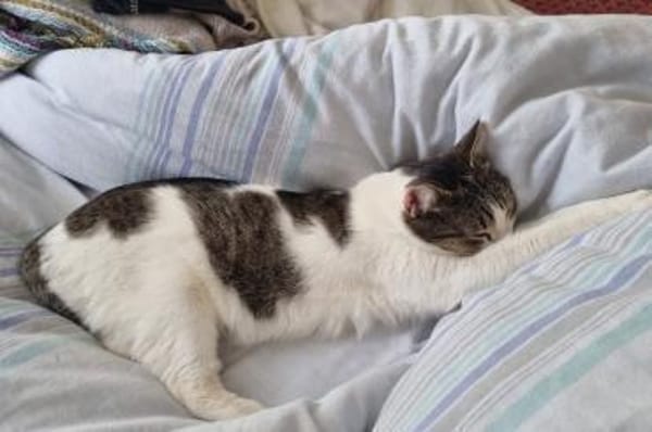 Akira 💗 wartet in 44809 Bochum