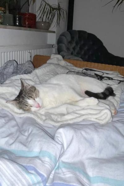 Akira 💗 wartet in 44809 Bochum