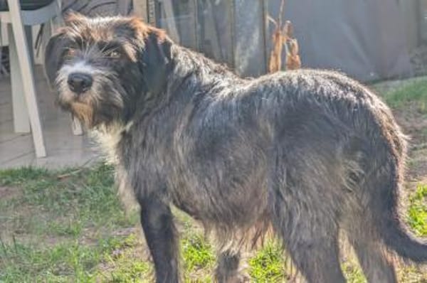 Alani 💗 wartet in 90530 Wendelstein