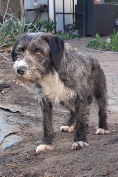 Alani 💗 wartet in 90530 Wendelstein